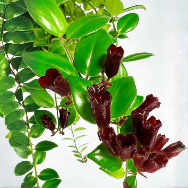 2 Aeschynanthus Lipstick Live Plants, Trailing Houseplant, 2 Inch Pot
