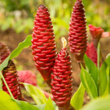 5 Red Ginger Live Roots, Culinary Herb Plant