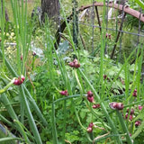 1 Walking Onion Seed for Planting