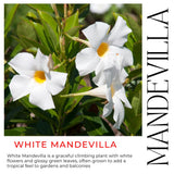 2 White Mandevilla Plants Live, Indoor Outdoor Plant, 4-6 Inch Tall