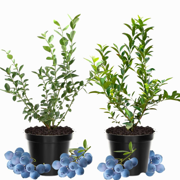 2 Elliott Blueberry Live Plants, Patio Fruit Bush, 4-6 Inch Tall