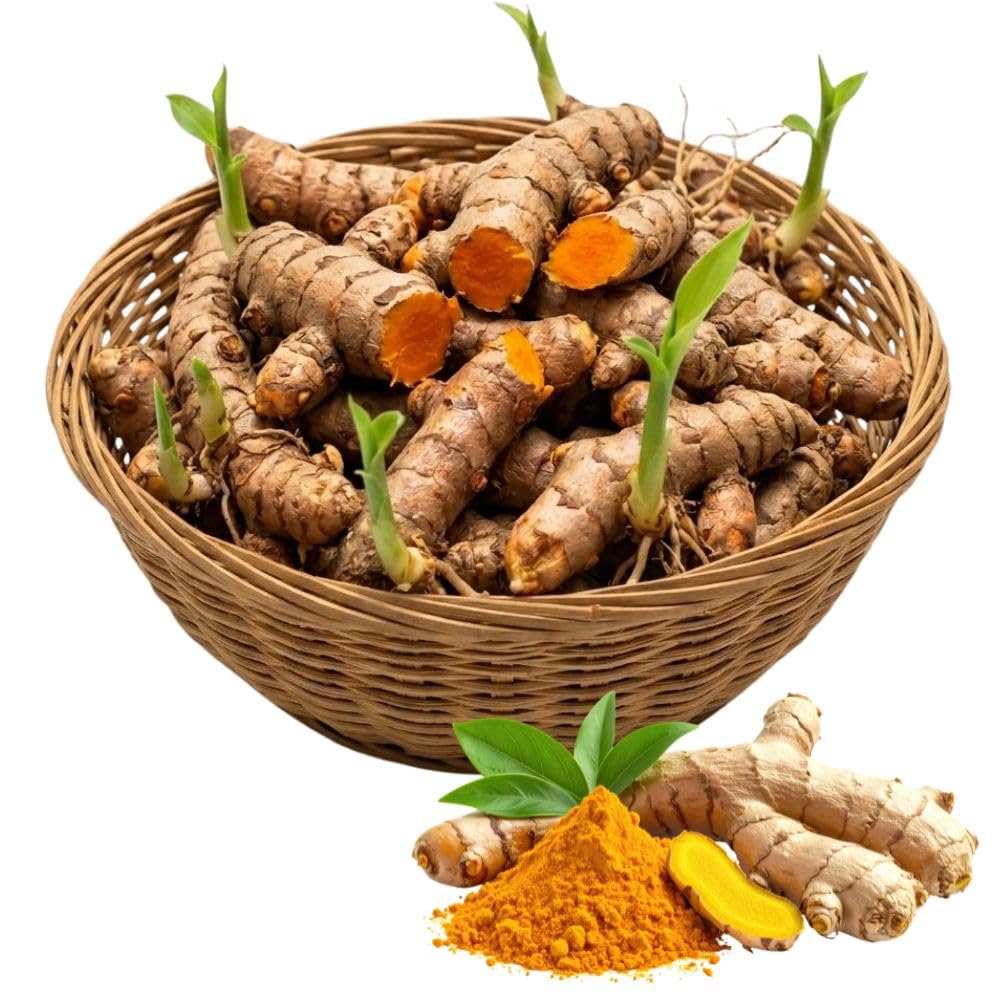 1lb Curcuma Turmeric Rhizomes