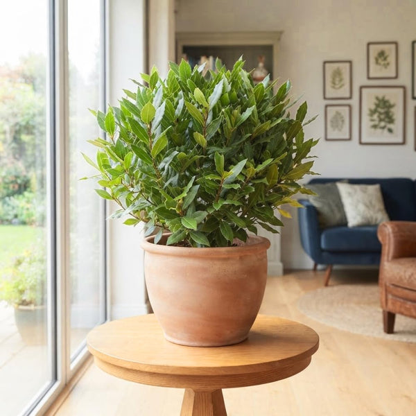 Bay Leaf Live Plant, Sweet Bay Laurel Herb, 4-6 Inch Tall
