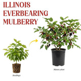 Illinois Everbearing Mulberry Fruit Plant Live 6-8 Inches Tall