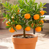 Satsuma Mandarin Tree, Sweet Orange Tree, 1-2 Ft Tall, 1 Gallon Pot