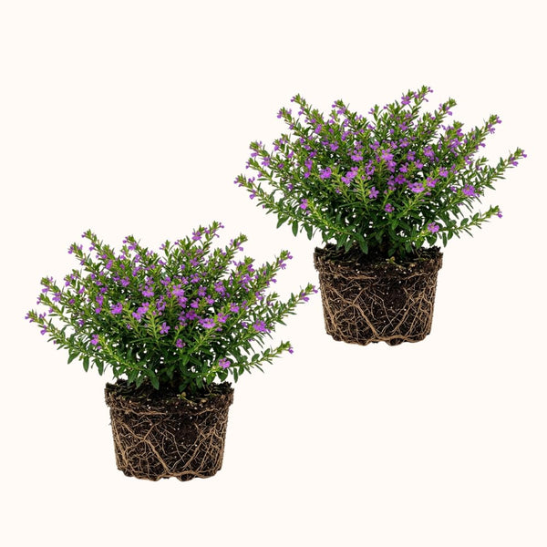 2 Deep Purple Cuphea Plants Live, Garden Plant, 4-6 Inch Tall