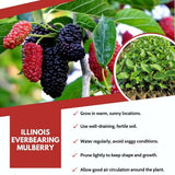 Illinois Everbearing Mulberry Fruit Plant Live 6-8 Inches Tall