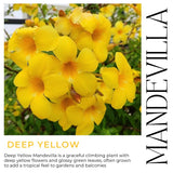 2 Deep Yellow Mandevilla Plants Live, Live Starter Plant, 4-6 Inch Tall