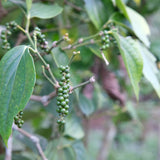 Black Pepper Live Plant, Hardy Garden Plant, 4-6 Inch Tall