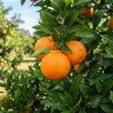 Orange Tangerine Live Tree, Hardy Garden Plant, 1 Gallon Pot