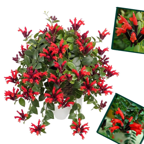 Curly Lipstick Plant Live, Trailing Houseplant, 2 Inch Pot