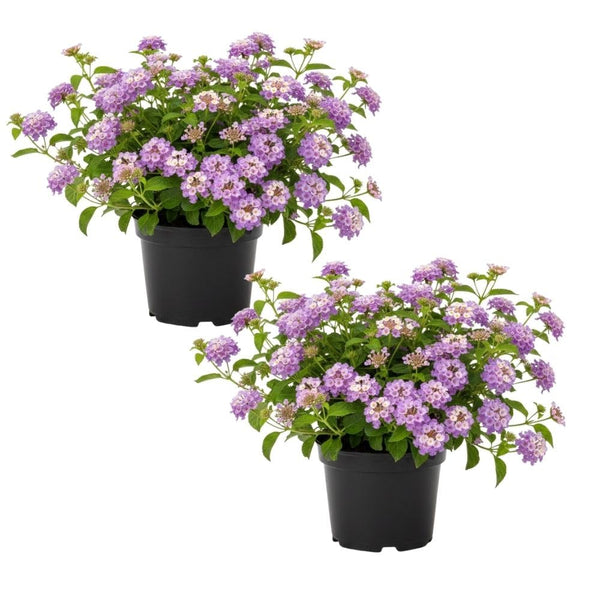 Set 2 Purple Lantana Live Plant 4-6 Inches Tall