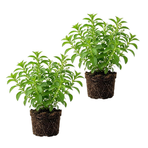 2 Sweet Stevia Plants Live, Outdoor Garden Plant, 4-6 Inch Tall