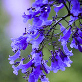 Blue Jacaranda Tree Live Plant, 5-8 Inch Tall, 4 Inch Pot