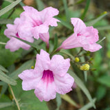 6 Dwarf Pink Mexican Petunia Live Plants, Live Starter Plant, 4-6 Inch Tall