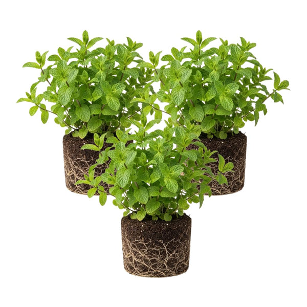 3 Peppermint Plants Live, Live Starter Plant, 4-6 Inch Tall