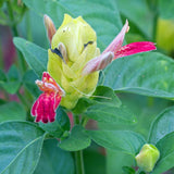 2 Fruit Shrimp Plants Live, Ready to Grow Plant, 4-6 Inch Tall