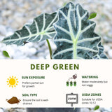 Deep Green Alocasia Live Plant, Rare Tropical Plant, 2-4 Inch Tall