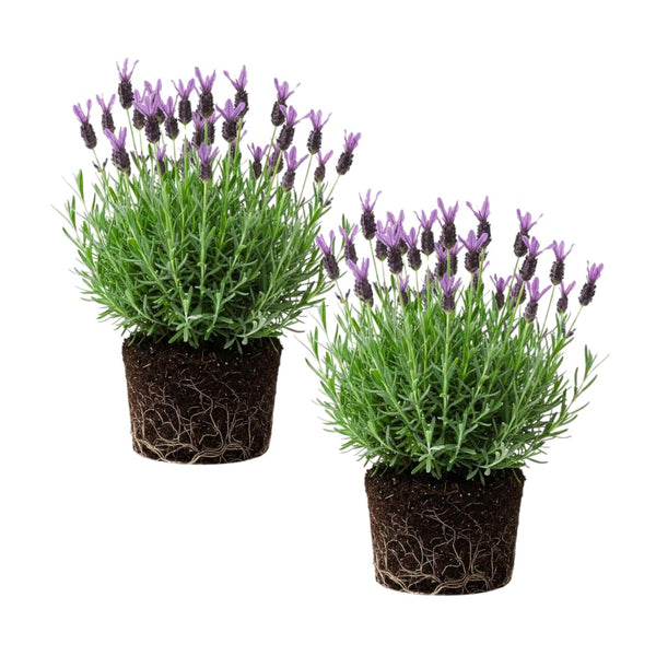 2 Spanish Lavender Plants, Lavender Plants Live, 4-8 Inch Tall