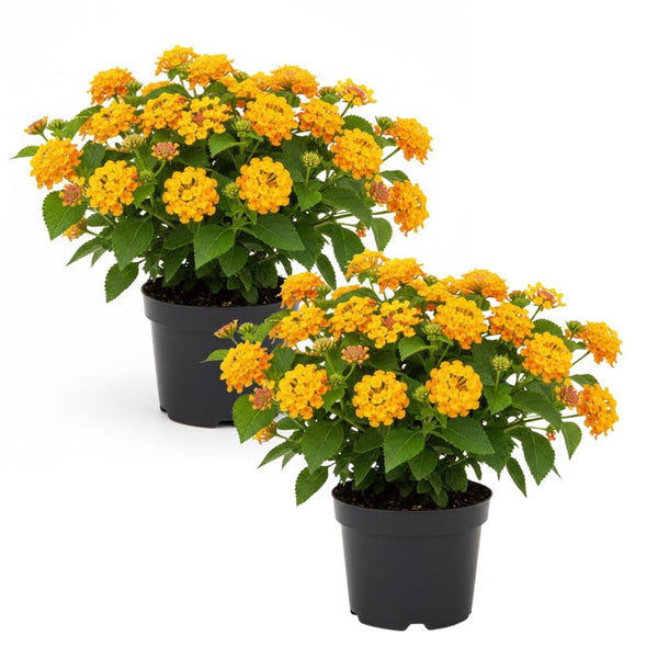 Set 2 Gold Lantana Live Plant 4-6 Inches Tall