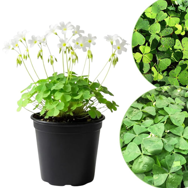 Green Shamrock Oxalis Plant Live, Indoor Houseplant, 3-5 Inch Tall