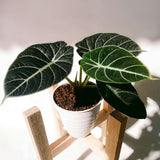 2 Black Alocasia Live Plants, Hardy Garden Plant, 4-6 Inch Tall