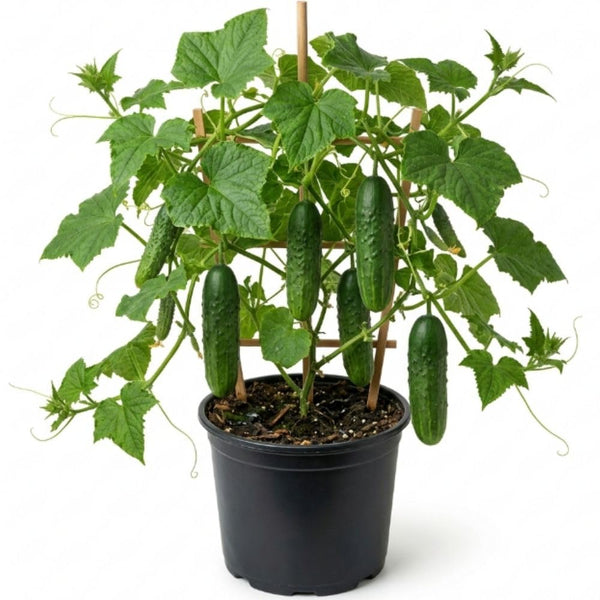 Cucumber Live Plant, Well-Rooted Vine Plant, 3-6 Inch Tall, 4 Inch Pot