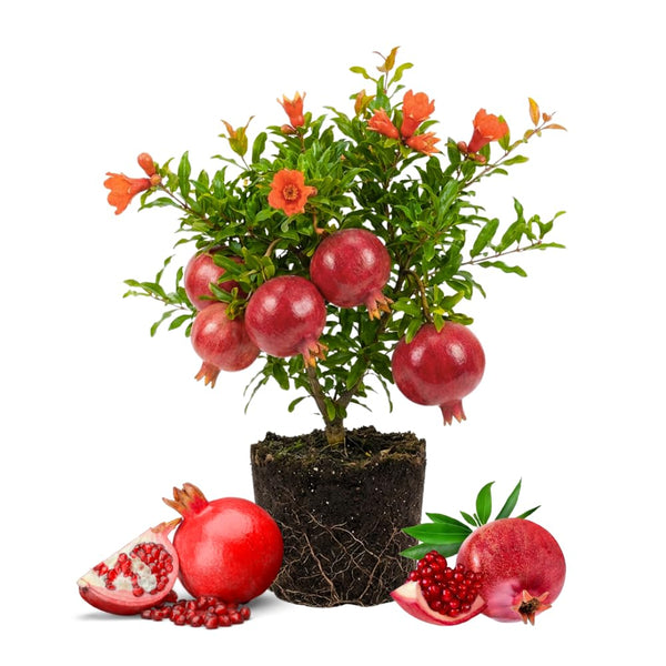 Red Pomegranate Live Tree, Hardy Garden Plant, 4-6 Inch Tall