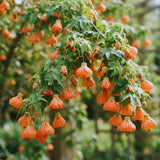 2 Orange Abutilon Live Plants, Flowering Plug, 5-7 Inch Tall