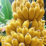 3 Banana Trees Plants Live, Fast Growing Tree, 3-5 Inch Tall