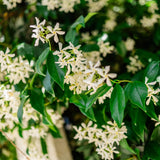 White Star Jasmine Live Plant, 10 Inch Tall, 3 Inch Pot