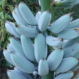 Blue Ice Cream Banana Plant Live, Sweet Fruit Banana Tree 4-7 Inch Tall