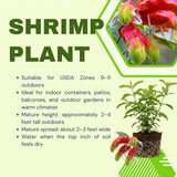 2 Red Shrimp Live Plants, Ready to Grow Plant, 4-6 Inch Tall