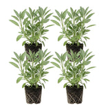4 Hot Lips Salvia Sage Live Bushes, Well-Rooted Flower Plant, 4-6 Inch Tall