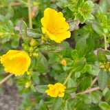 4 Yellow Portulaca Plants Live, Moss Rose Flower, Live Starter Plant, 4-7 Inch Tall