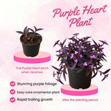 2 Purple Tradescantia Wandering Jew Plants Live, Houseplant, 4-6 Inch Tall