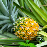 2 Elite Gold Pineapple Live Plants, Sweet Edible Fruit, 4-6 Inch Tall