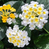 Set 2 White to Yellow Lantana Live Plant 4-6 Inches Tall