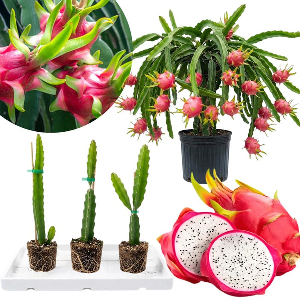3 White Dragon Fruit Plants Live, Outdoor Garden Fruit Plant