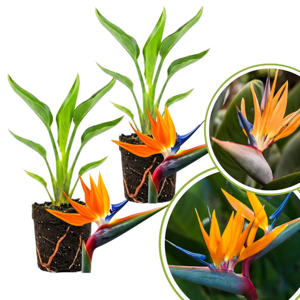2 Orange Bird Live Plants, Outdoor Garden Plant, 4-6 Inch Tall