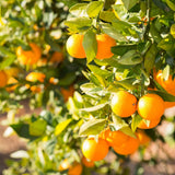 Valencia Orange Tree, Orange Citrus Fruit Tree, 1 Gallon Pot