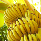 3 Dwarf Cavendish Banana Trees Plants Live, Live Tree, 3-5 Inch Tall