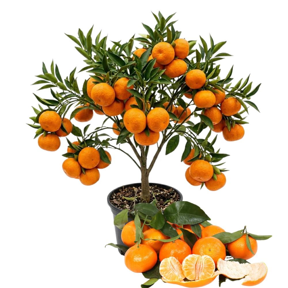 Live Satsuma Mandarin Citrus Tree, Orange Fruit, 1-2 Ft Tall, Gallon Pot