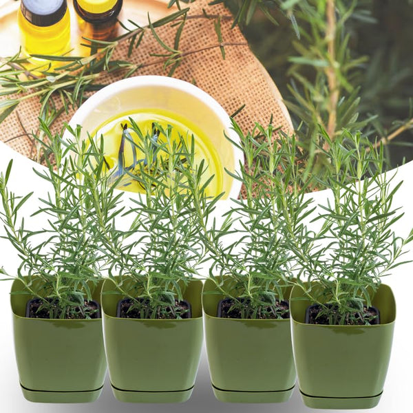 4 Blue Rosemary Live Plants, Culinary Herb Plant, 4-7 Inch Tall