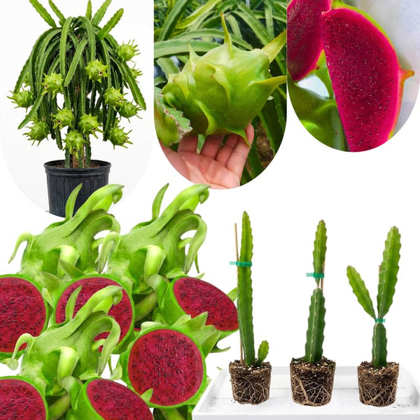Set 3 Baby Dragon Fruit Plants Live, Dragonfruit Tree Hardy Tropical Vine for Outdoor Garden, Patio, or Container Planting, No Pot