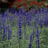 4 Dark Blue Sage Plants Live, Well-Rooted Starter Plant, 4-6 Inch Tall