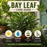 2 Laurus Nobilis Live Plants, Bay Leaf Herb Tree, 4-7 Inch Tall