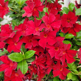 2 Mix Random Live Mandevilla Plants, Live Starter Plant, 4-8 Inch Tall