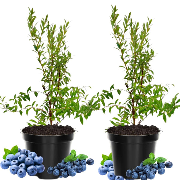 2 Tophat Blueberry Plants Live, Starter Plant, 4-6 Inch Tall