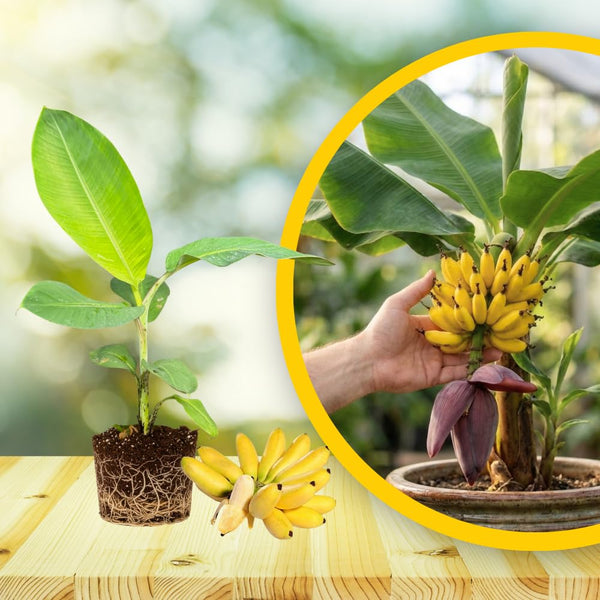 Tiny Banana Plant Live, Sweet Fruit Banana Tree 4-7 Inch Tall